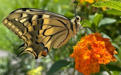 Schmetterlingen aufziehen für Fortgeschrittene